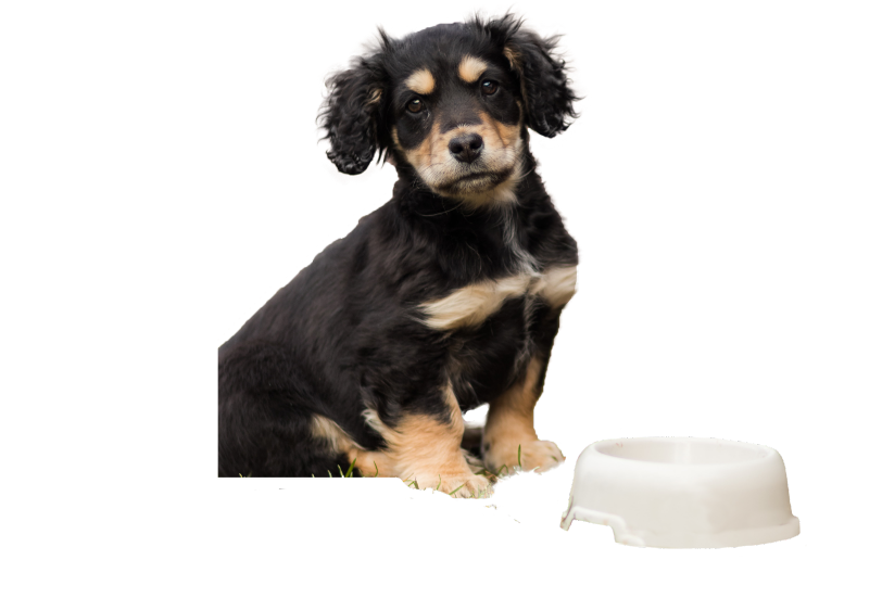 Bar for Dogs Des Moines IA
